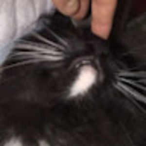 Meet your Posher, Annabelle